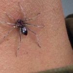 Diseño concetual de araña para The Amazing Spider-Man