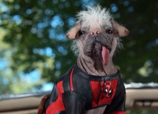 Confirmado el retraso de Deadpool 3 y la adición de un curioso nuevo personaje Dogpool en Deadpool 3